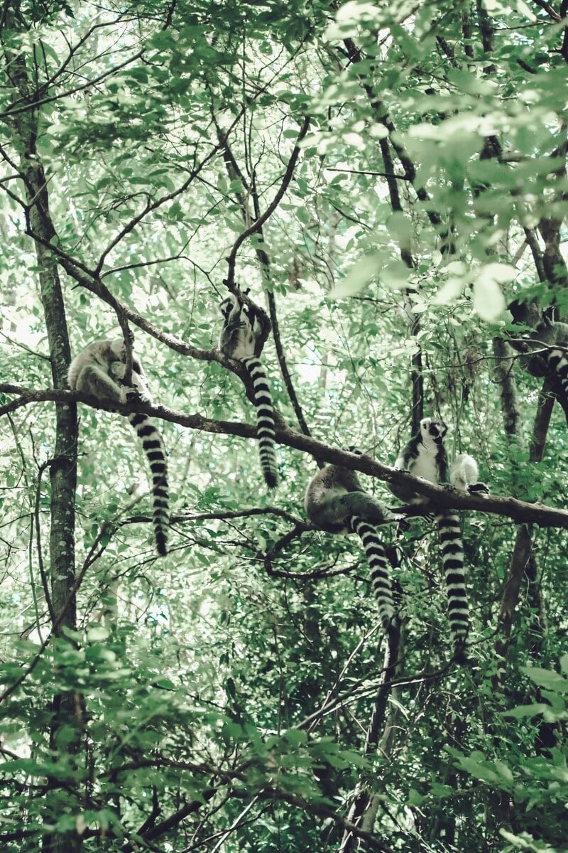 A lemur in Madagascar, the endangered species that Specks Vanilla supports through the Lemur Rescue Center